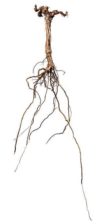 grape vine with long roots