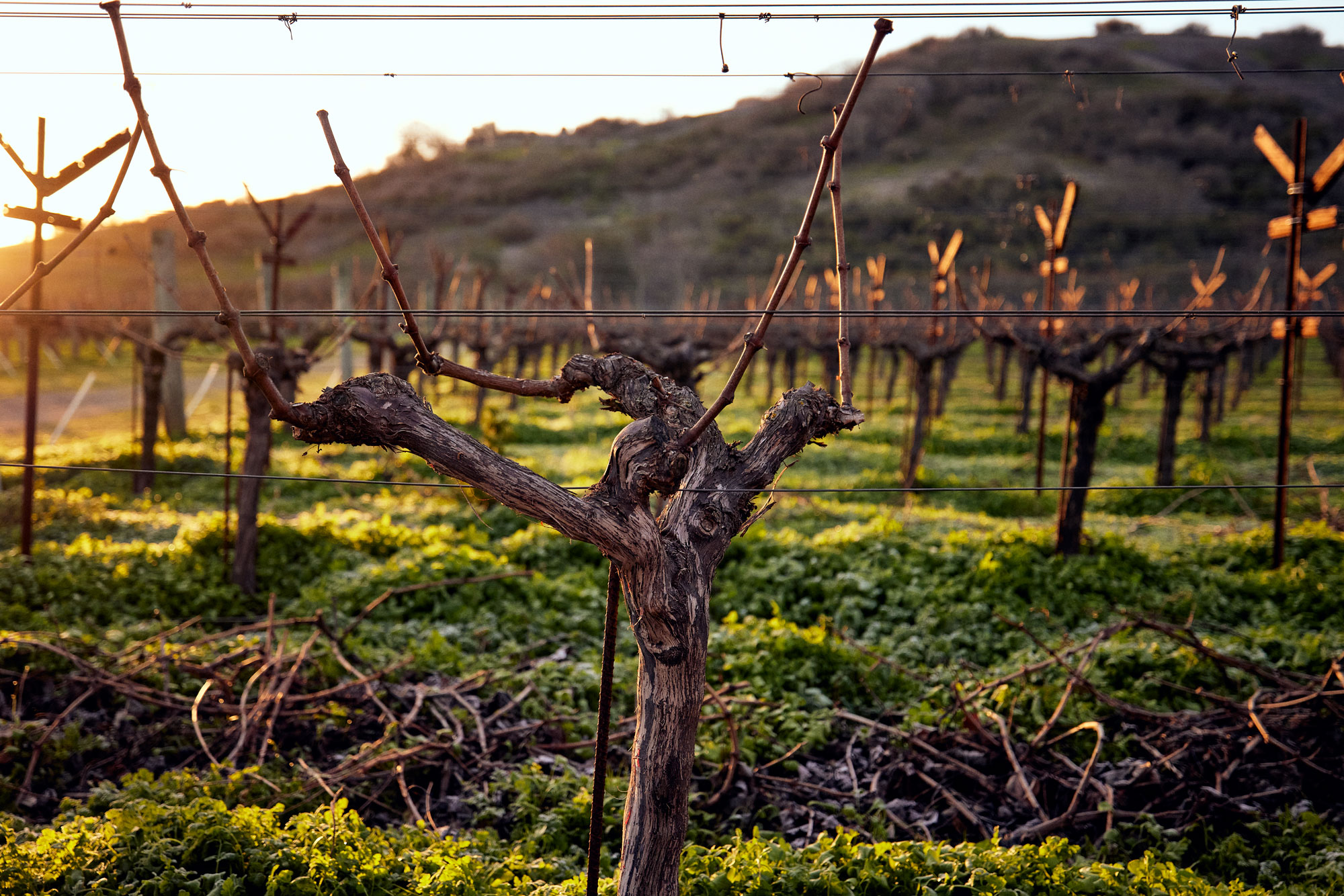 Dormant grape vines with other vines behind it