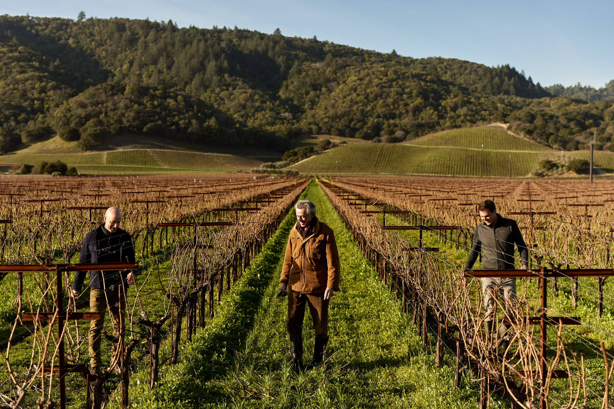 Winery staff walk through vineyard