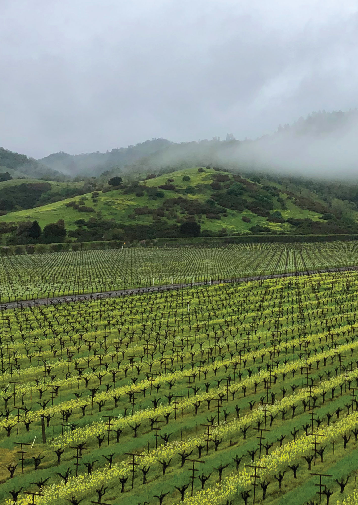 Foggy hills behind Dominus vineyard