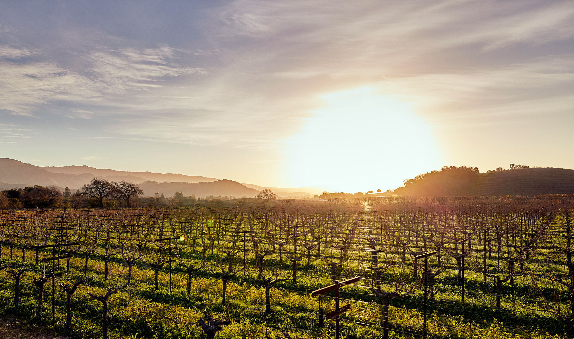 Vineyard during sunset